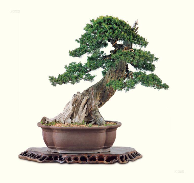 The Ultimate Guidebook to Crafting and Caring An Enchanted Juniper Bonsai.