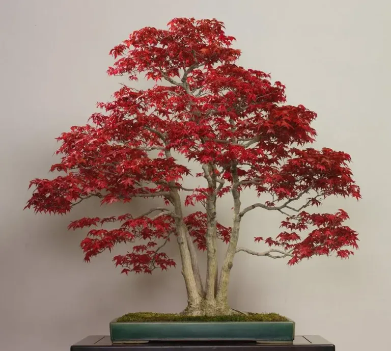 Maintaining the Unique Allure of Japanese Maple Bonsai: A Comprehensive Guide.