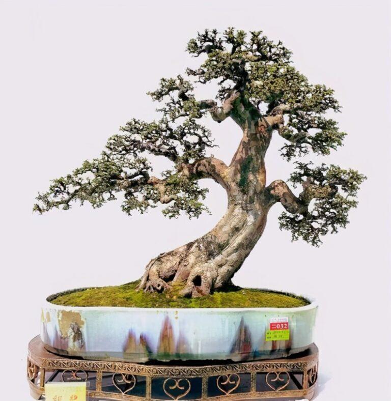 The Ultimate Guide to the Chinese Elm Bonsai Tree