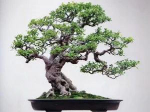 bonsai display