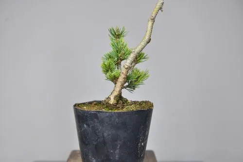 An Ultimate Guide to Grafting Five Needle Pine: Bonsai Mastery in Simple Steps.