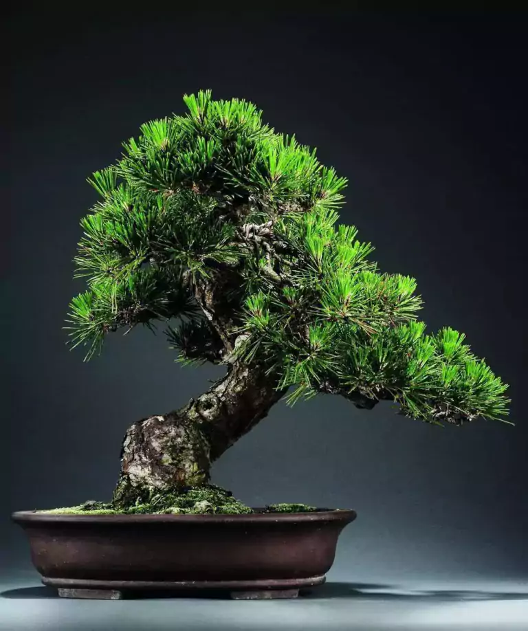 Bonsai Brilliance: Unveiling the Secrets of the Five-Needle Pine Bonsai