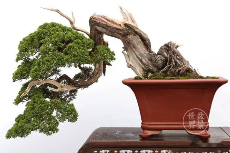 Bonsai for Beginners: A Simple Guide to Mastering the Art of Observation