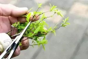 bonsai pruning